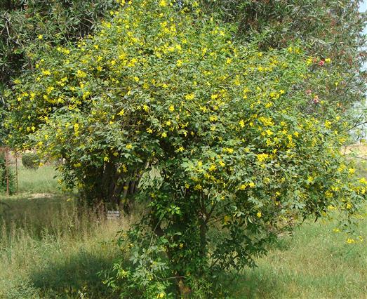 Chrysojasminum humile